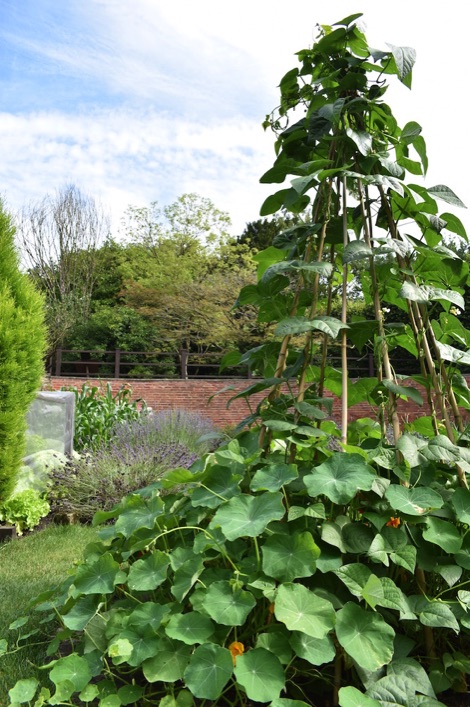 Ringwood Hall vegetables